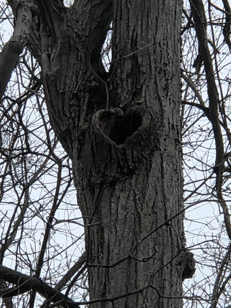 Opening in tree bark is shape of a heart. This photo is from a distance below and shows trunk below and two large branches above the heart shape.