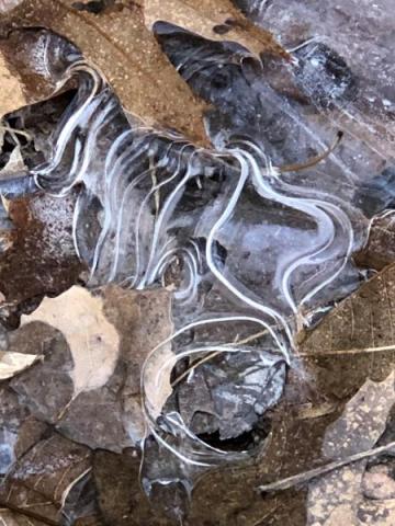 swirls in ice on top of brown leaves