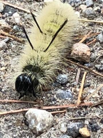 Yellow fuzzy caterpillar with black spikes