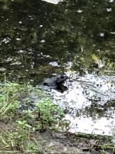 large frog head sticking out of water