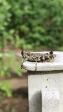 Grasshopper with legs draped over post edge