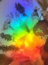 dried flowers in a frame are overlaid with a refracted rainbow