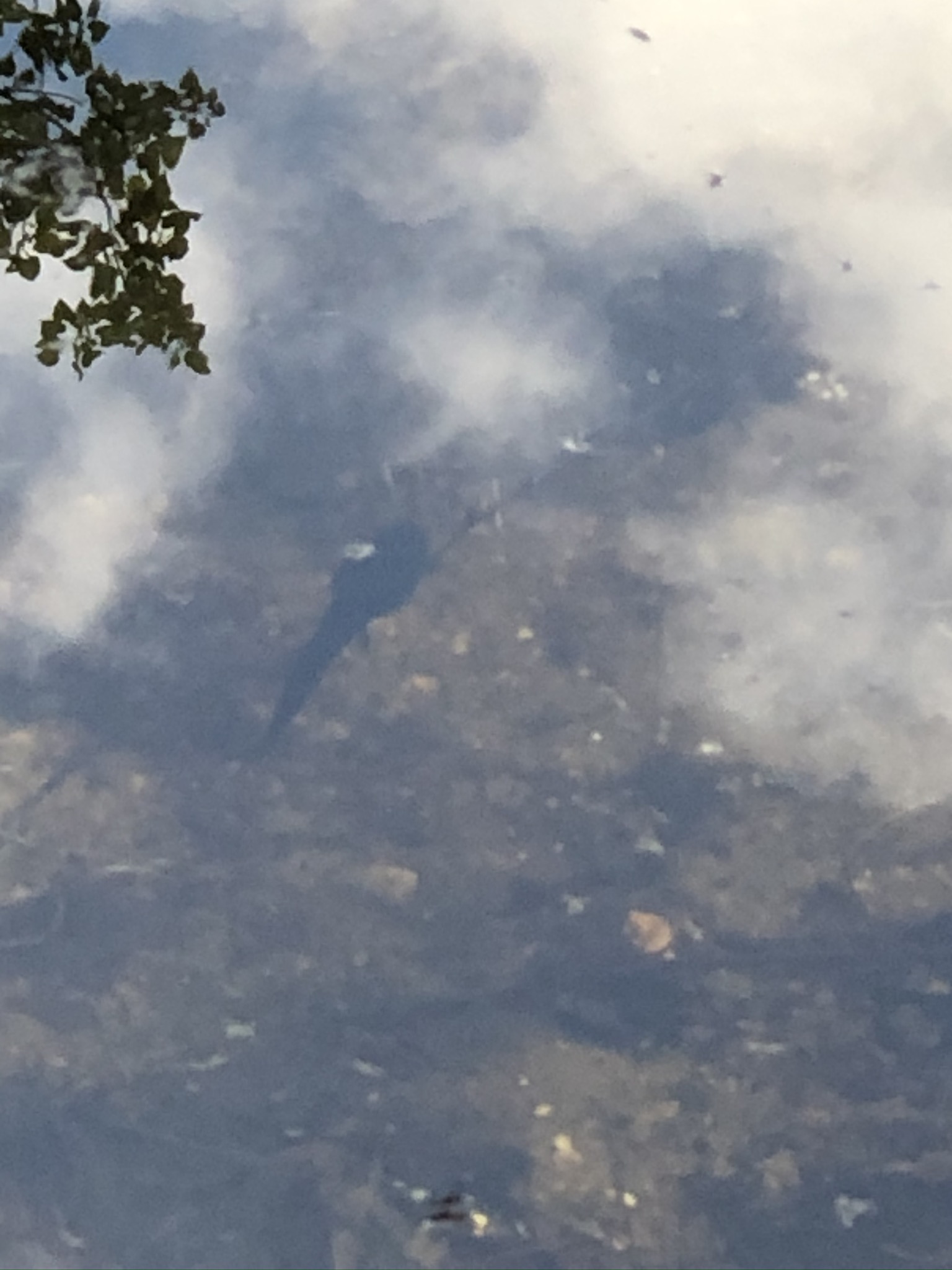 tadpole swimming away