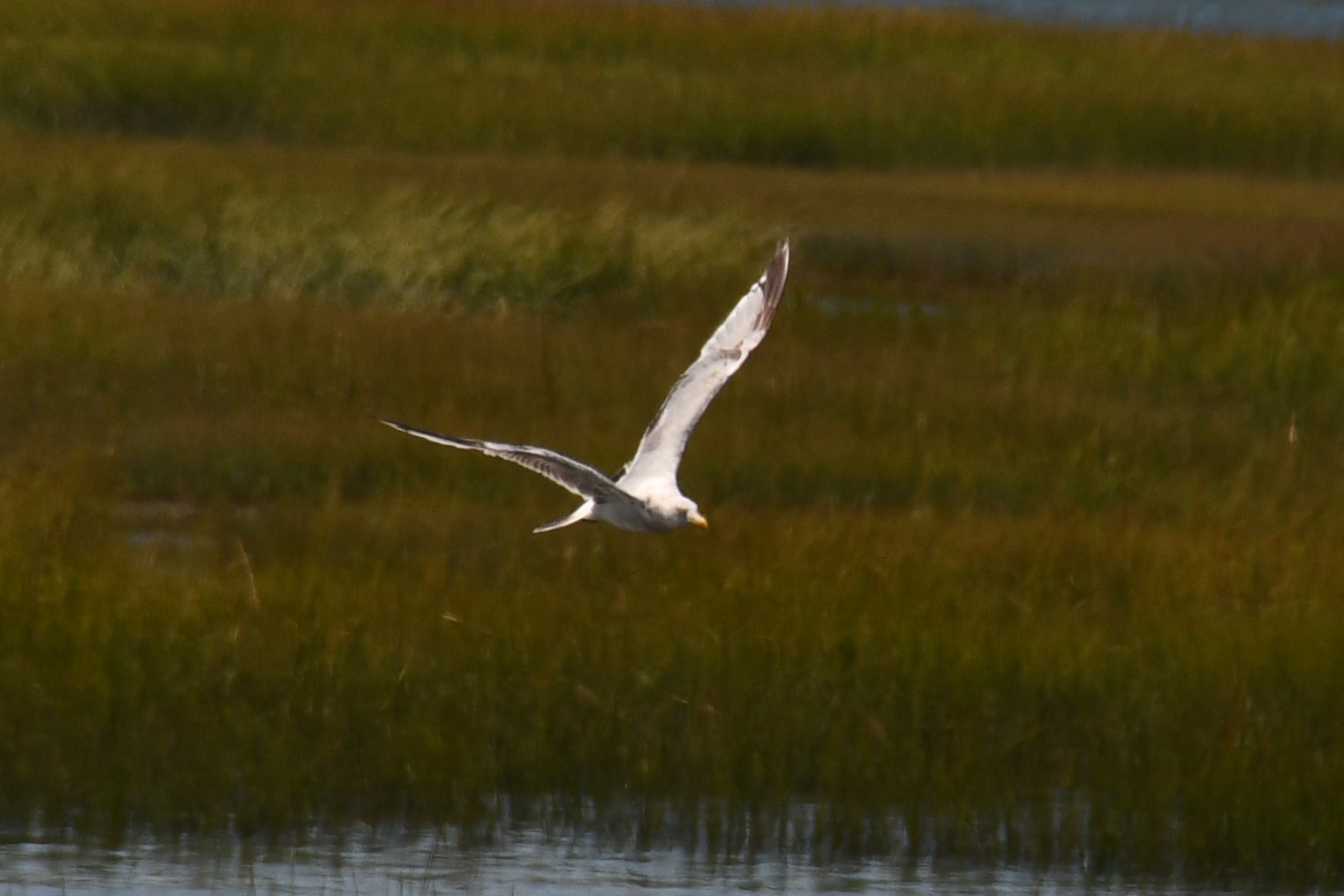 seagull in flight at an angle