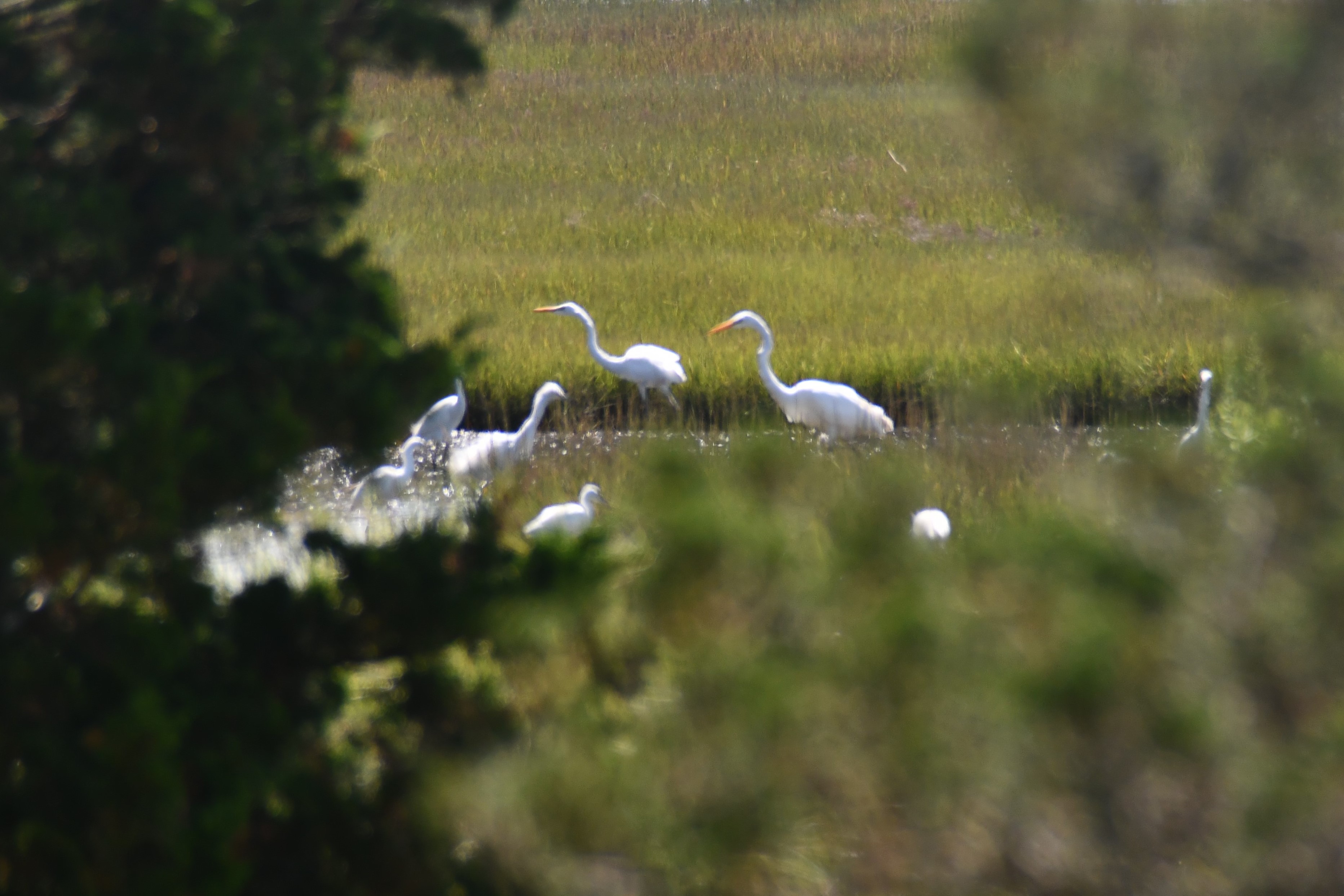 Egrets sitting in grassy watery area, through trees