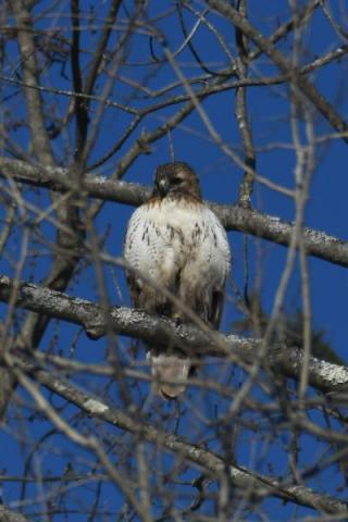 large bird with brown head and white chest feathers speckled with brown, high in tree, winter