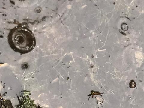 Raindrop forms crater-like shape in water; frog head nearby