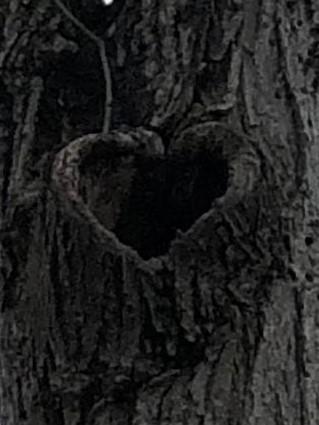Opening in tree bark is shape of a heart. This photo is a closeup.