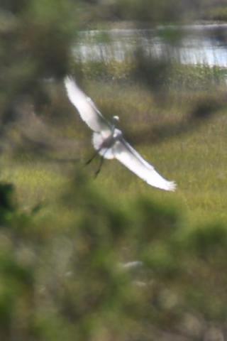 Egret backlit in flight with body outline showing inside feather outline